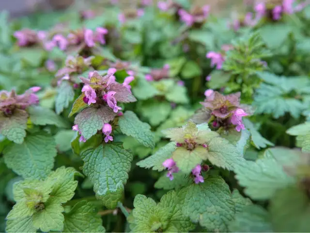 Purpurowe chwasty w zbożu? Skuteczny plan zwalczania krok po kroku