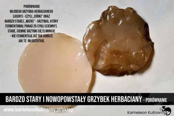 Grzybek kombuchy (SCOBY): Co to jest i jak go hodować?