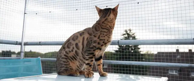 Jak bezpiecznie i wygodnie urządzić balkon dla kota - praktyczne porady