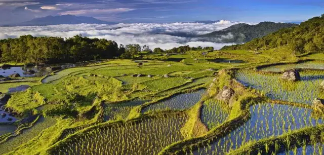 Gdzie uprawia się ryż? Odkryj największe regiony produkcji ryżu