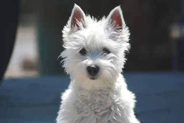 Psy o owczej sierści: Rasy, pielęgnacja i czy uczulają?