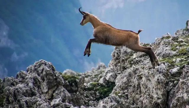 Animali Montagna Italia: Guida Avvistamenti Alpi e Appennini