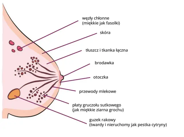 Masaż piersi: jędrność, zdrowie, samobadanie. Czy znasz wszystkie korzyści?