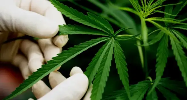 Legalne nasiona konopi w PL: Wybierz mądrze | Przewodnik