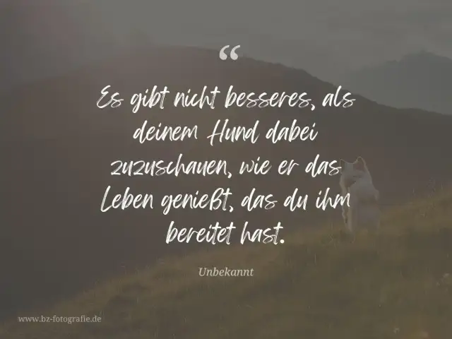 Hund sitzt auf einer Wiese vor Bergkulisse, Zitat über Hunde.
