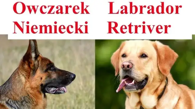 Owczarek niemiecki suczka czy pies - który wybór jest lepszy dla Ciebie?