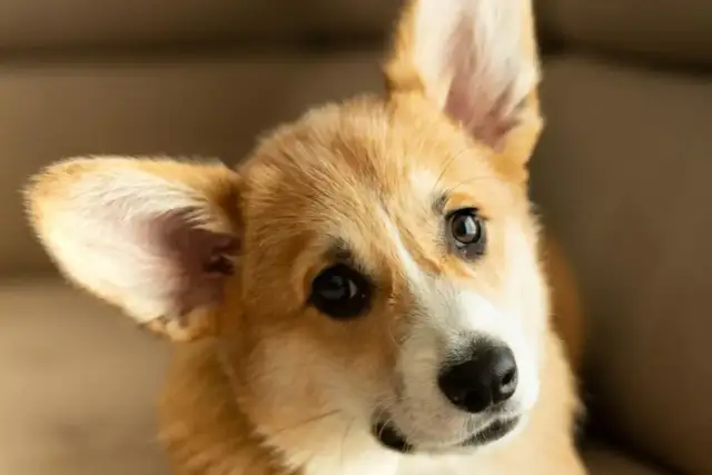 Portret uroczej szczenięcej corgi z dużymi uszami i inteligentnymi oczami.