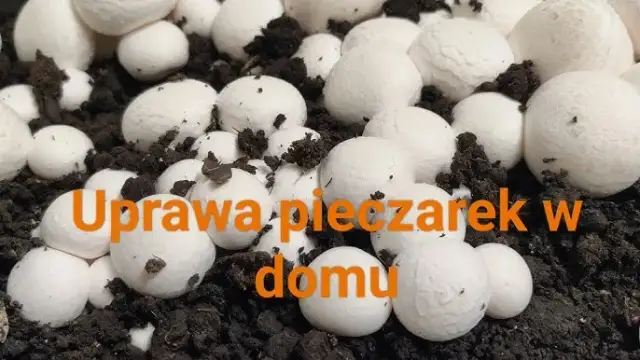 Jak uprawiać pieczarki w domu - proste kroki dla początkujących
