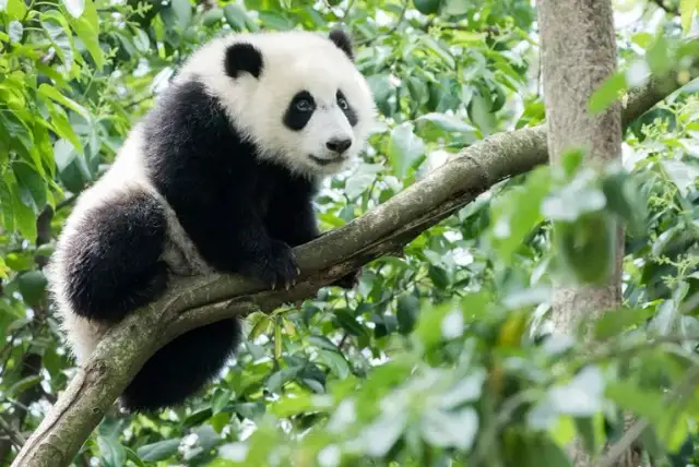 W jakim kraju żyją pandy? Odkryj ich naturalne siedliska w Chinach