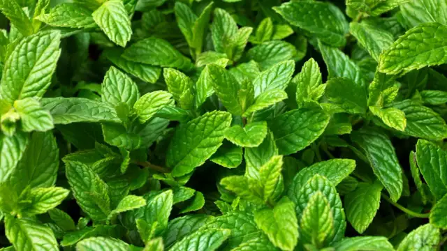 Gdzie kupić mięta ogrodowa? Sprawdzone sklepy i oferty w Polsce
