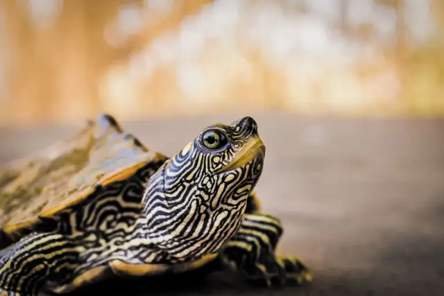 Jak nazwać żółwia? 10 wyjątkowych imion, które go wyróżnią