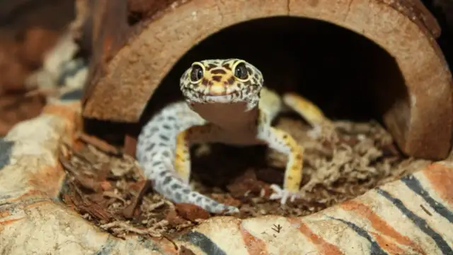 Czy gekon gryzie? Dowiedz się, jak uniknąć ugryzienia i zagrożeń