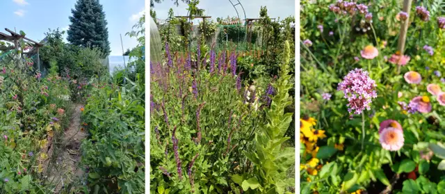 Kwiaty od wiosny do jesieni: Twój ogród pełen barw