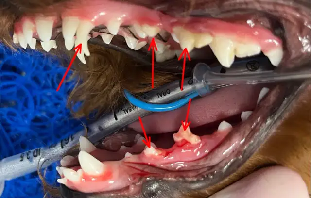 Widoczne objawy wypadania zębów u szczeniaka: krwawiące dziąsła, luźne zęby i widoczne korzenie.