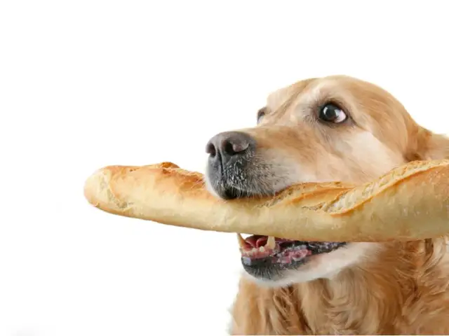 Czy szczeniak może jeść chleb? Potencjalne zagrożenia dla zdrowia