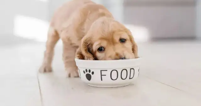 Ile powinien jeść szczeniak, aby prawidłowo się rozwijać i rosnąć