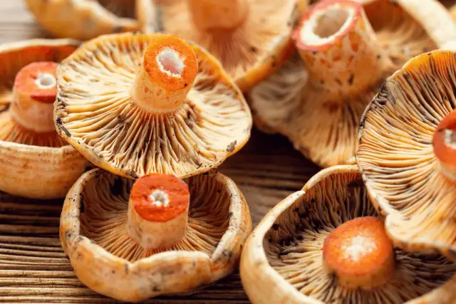 Jak mrozić rydze, aby zachować ich smak i jakość na długo