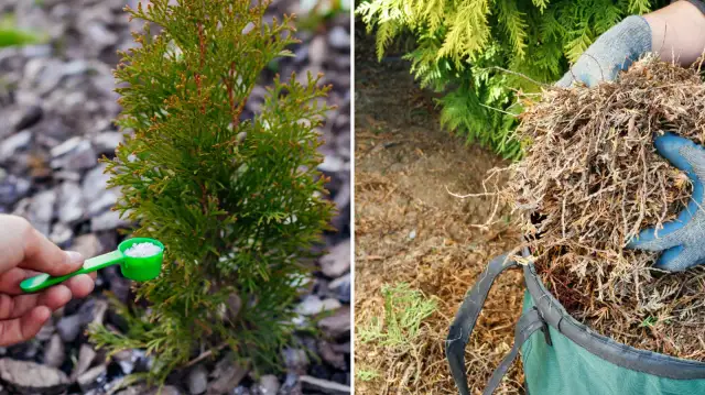 Jaki nawóz do tui na jesień, aby uniknąć zimowych problemów?