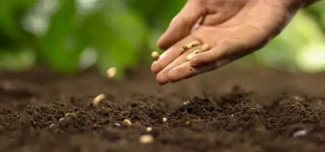 Co siać w lutym i marcu, aby uniknąć nieudanych plonów?