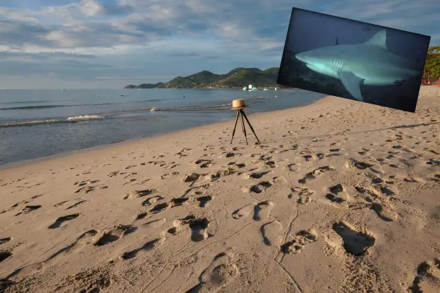 Rekiny w Bałtyku? Prawda i bezpieczeństwo kąpieli nad morzem!