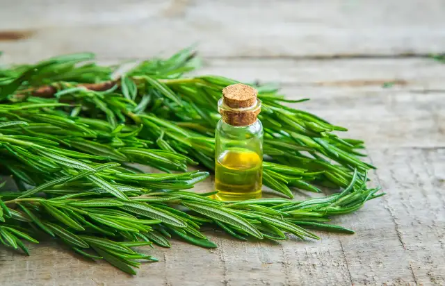 Mała buteleczka z olejkiem i gałązki świeżego rozmarynu, idealne do pielęgnacji włosów.