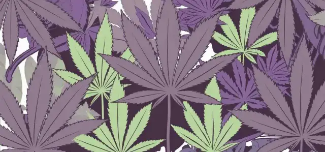 Czy po marihuanie można umrzeć? Fakty i ryzyka, które musisz znać