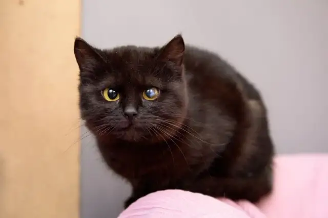 Czy koty mogą mieć autyzm? Zrozumienie nietypowych zachowań pupila