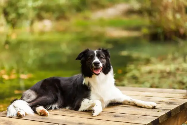 Szczęśliwy pies rasy border collie odpoczywa na drewnianym pomoście. Piękne mazury z psem to idealne miejsce na relaks.