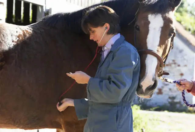 Skręt jelit u konia objawy: jak rozpoznać i zapobiec bólowi
