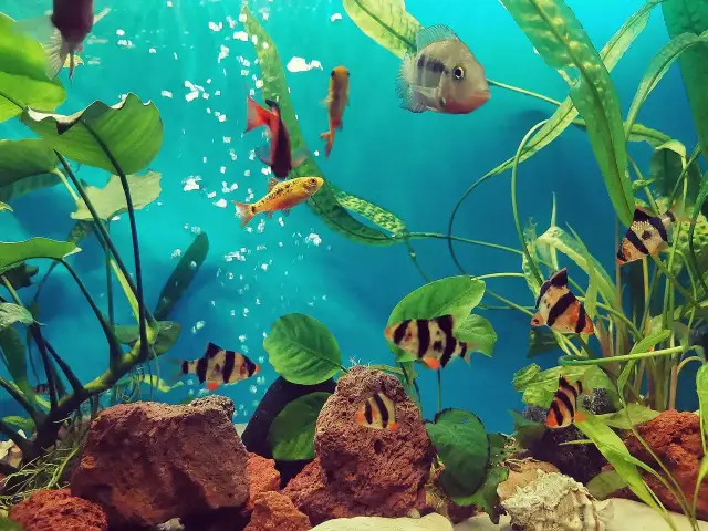 Jakie rybki ze skalarami? Uniknij błędów i stwórz harmonię!