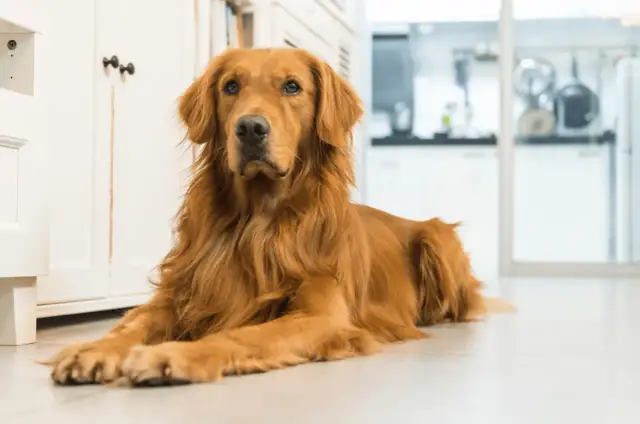 Golden retriever: Sierść czy włosy? Pielęgnacja, linienie, alergie