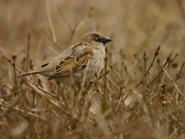 Jak odstraszyć wróble legalnie? Bez pułapek i kar!