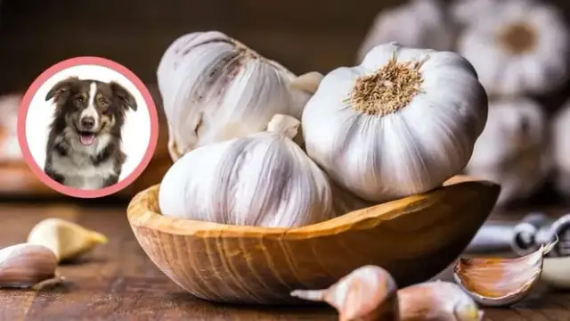 Czy pies może jeść czosnek? Poznaj zagrożenia i bezpieczne opcje