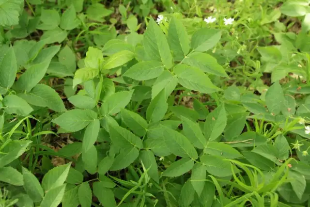 Chwast podobny do podagrycznika: jak go rozpoznać i unikać zagrożeń
