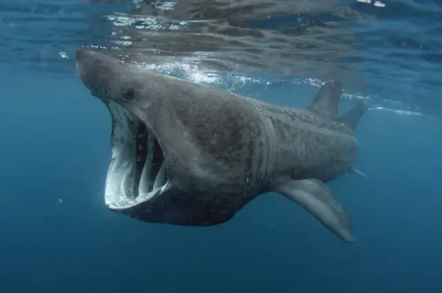 Jakie są rekiny w Bałtyku? Odkryj niezwykłe gatunki i ich tajemnice