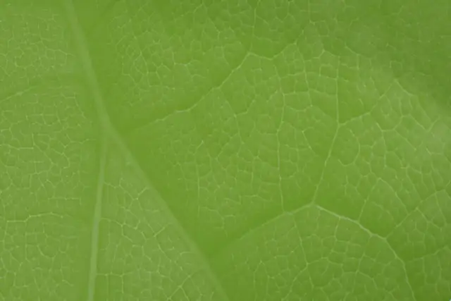 Kiedy powstał zielony ład i jak wpłynął na walkę ze zmianami klimatu