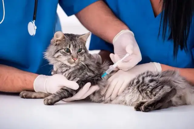 Veterinario en Yuncos: Encuentra la mejor atención para tu mascota