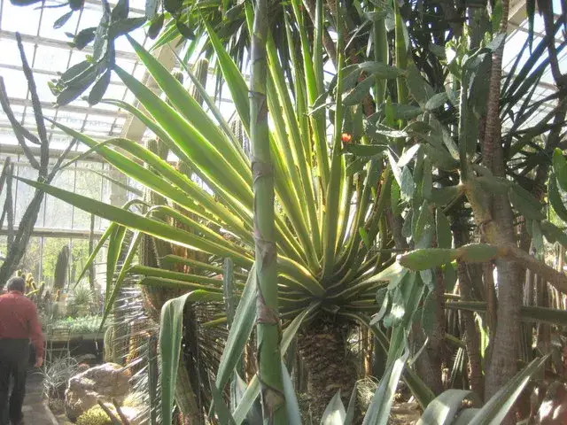 Jak kwitnie agawa - fascynujący proces i warunki kwitnienia