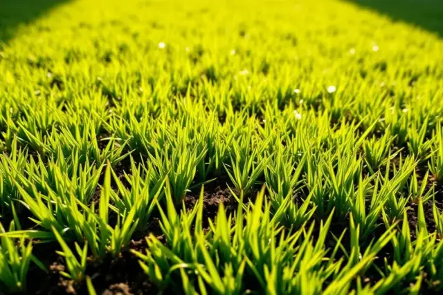 Jak siać trawę siewnikiem, aby uniknąć najczęstszych błędów?