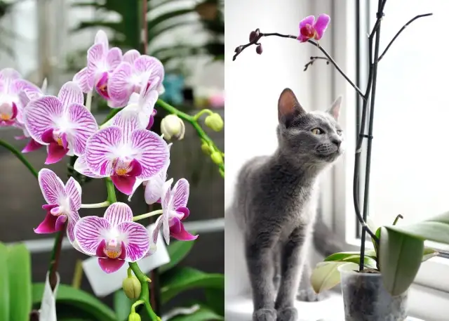 Piękne, duże rośliny bezpieczne dla kota – kwitnące storczyki obok szarego kota.