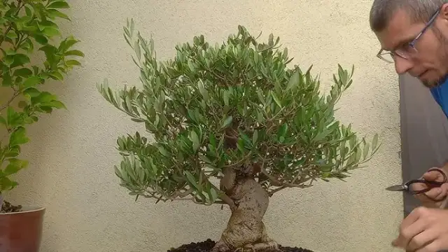 Kiedy przycinać oliwkę, aby uniknąć błędów i zapewnić zdrowie drzewa