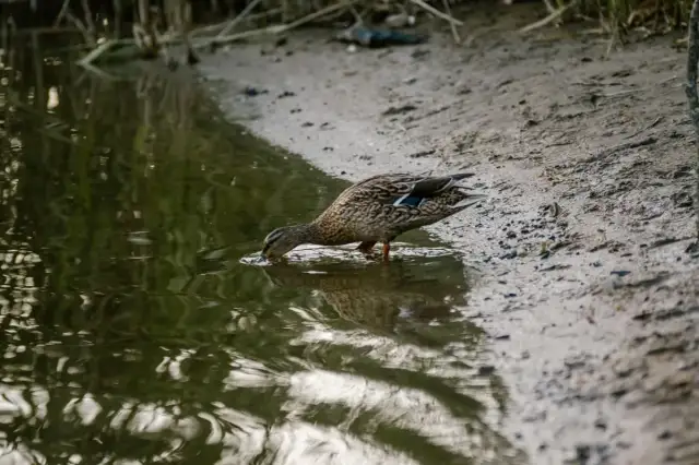 Jezioro Gowidlińskie: raj dla wędkarzy i miłośników natury