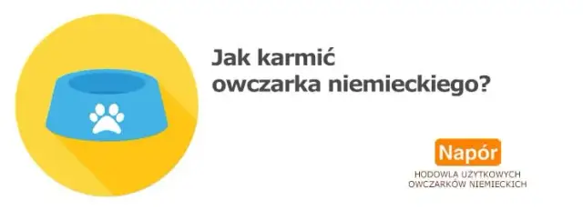 Ile razy karmić szczeniaka owczarka niemieckiego, aby uniknąć problemów zdrowotnych?