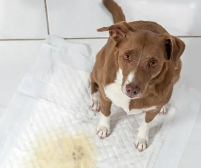 Urosept czy furagina dla psa – który lek wybrać na infekcje?