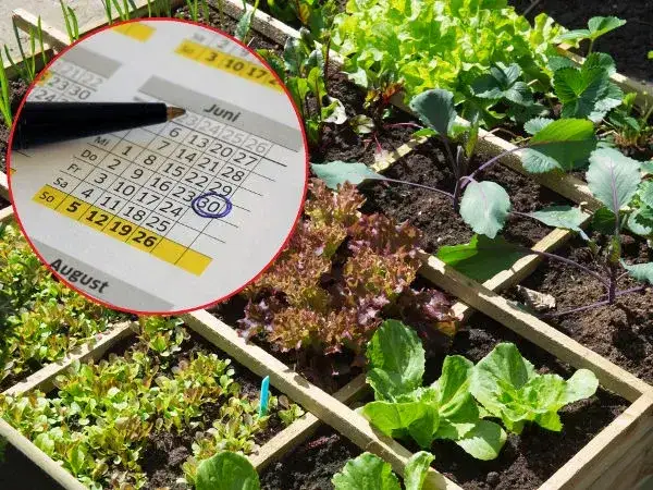 Kiedy siać warzywa? Kalendarz siewu, rozsady i unikaj błędów