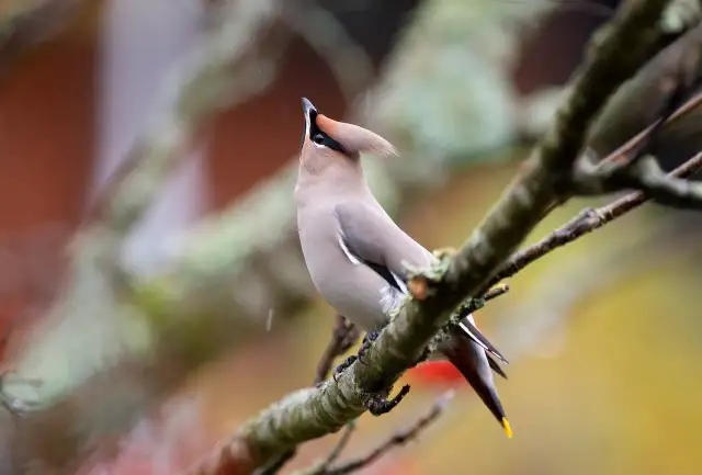 Czym żywi się jemiołuszka? Zaskakujące fakty o jej diecie