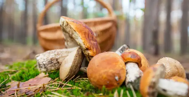 Gdzie na grzyby z noclegiem? Najlepsze miejsca na grzybobranie