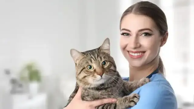 Weterynarz po studiach: Zarobki, praca i specjalizacje praktyczny poradnik