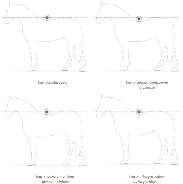 Jak prawidłowo dobrać siodło do konia i uniknąć błędów w dopasowaniu