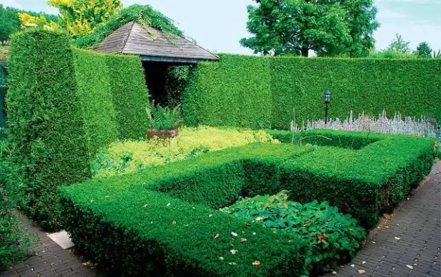 Najlepsze iglaki na żywopłot: które wybrać i jak uniknąć błędów w pielęgnacji